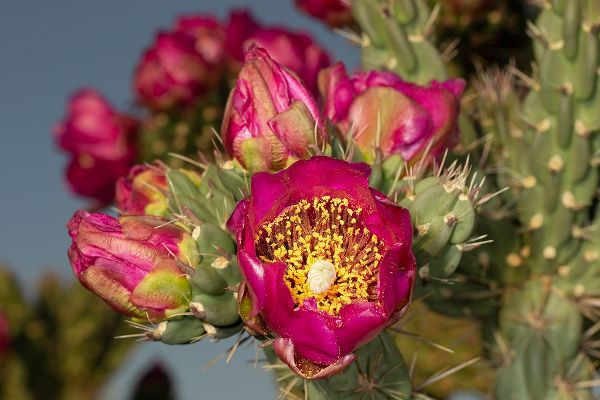 Pryor-Luzier, Maresa 아티스트의 Tree cholla in bloom-high desert of Edgewood-New Mexico작품입니다.